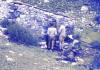 ODSENWS 1963 27 Shepherd hut near Jou de los Texus.jpg (221515 bytes)